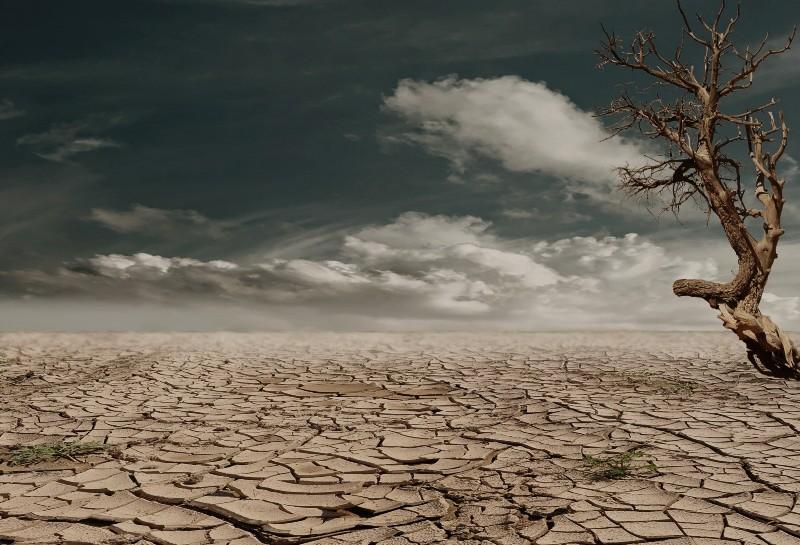 Dry desert scene with tree