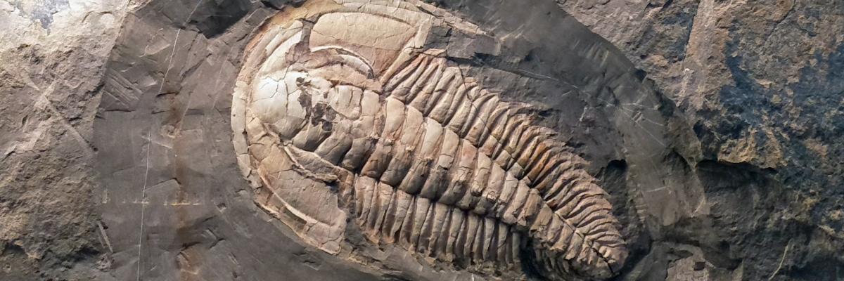 A giant species of trilobite inhabited Australian waters half a billion years ago