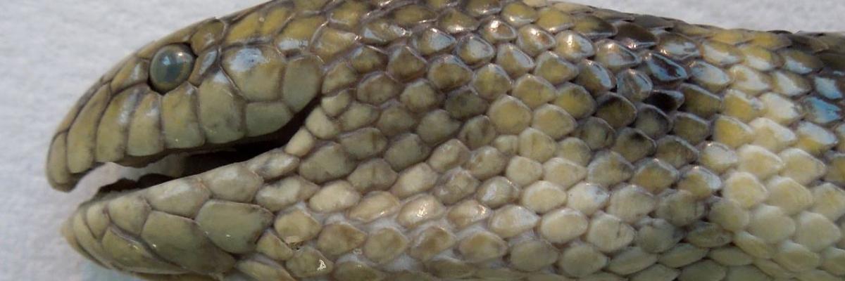 Deep breath: this sea snake gathers oxygen through its forehead