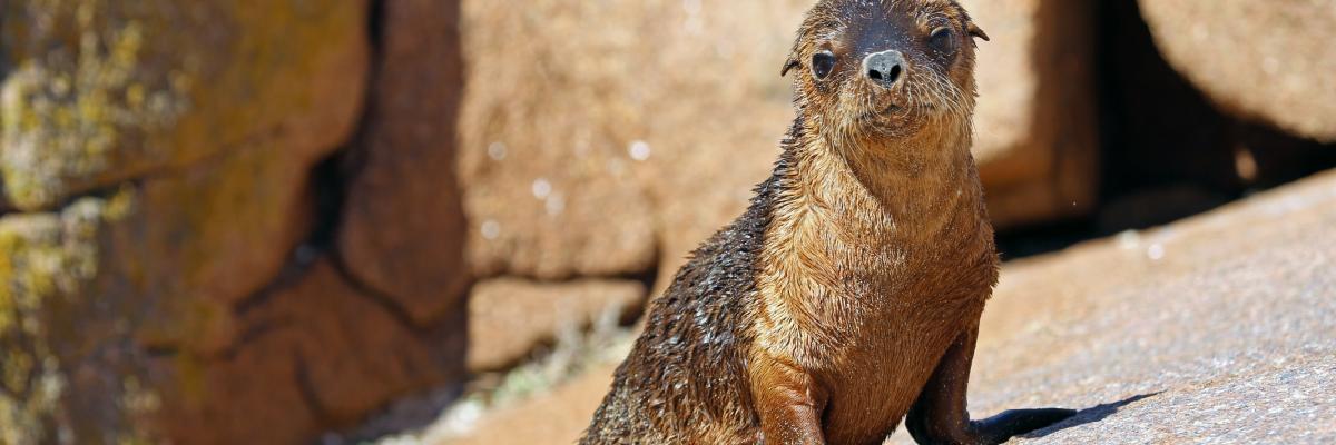 Australian sea lions (Neophoca cinerea) are one of the rarest pinnipeds in the world and they are declining