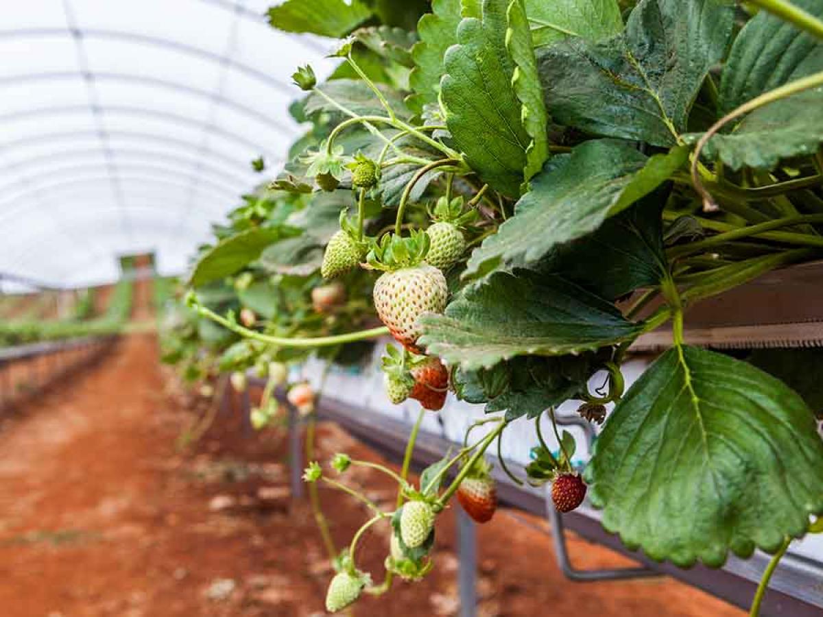 Strawberry farm