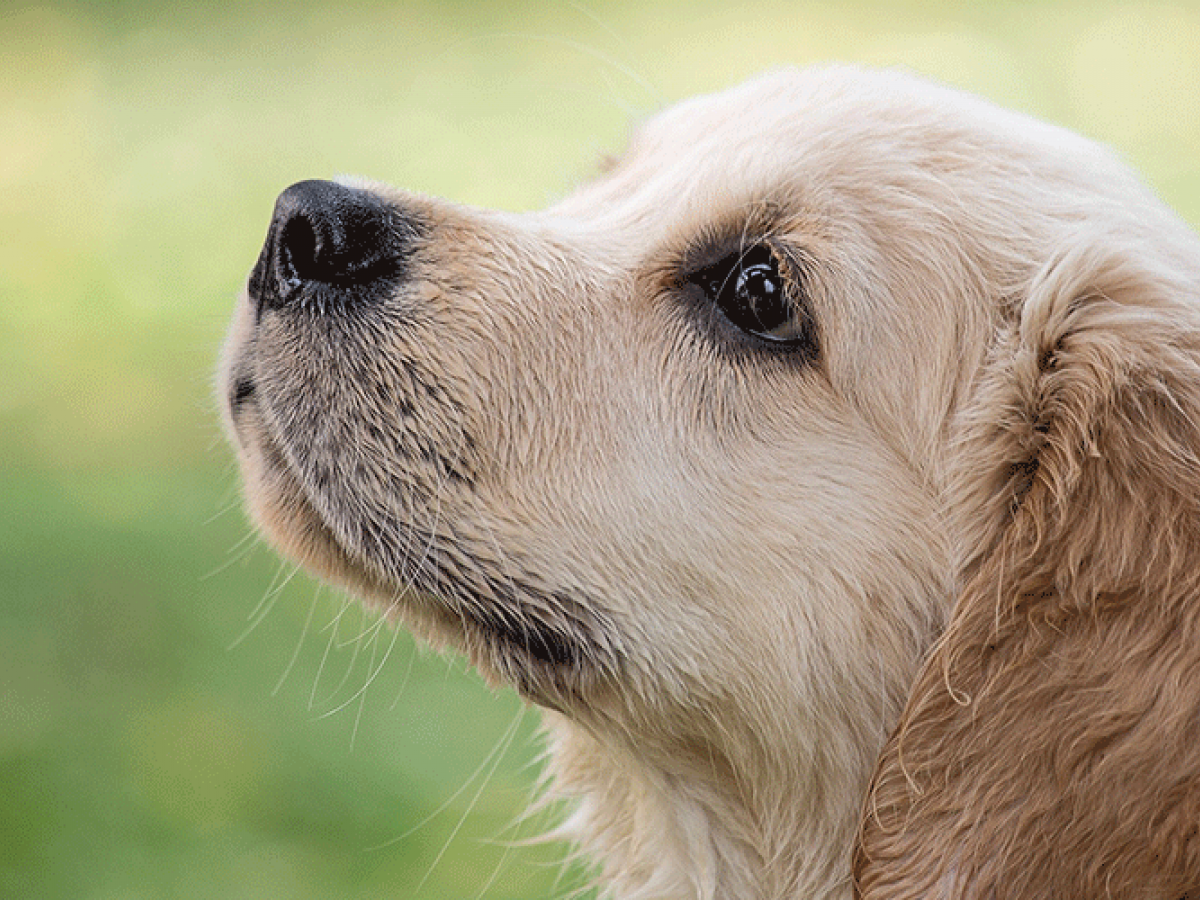 Dog sitting on the grass