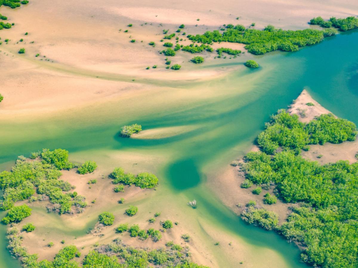 Mangroves for Dr Alice Jones News Story