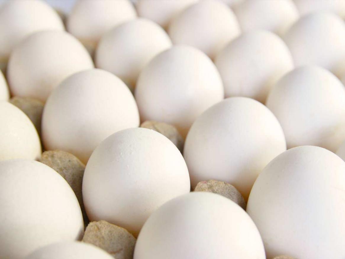 High Omega-3 eggs with Solar Eggs