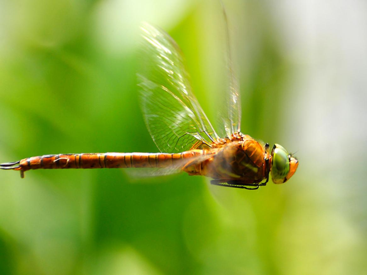 Dragonfly technology provides pinpoint accuracy and super speed