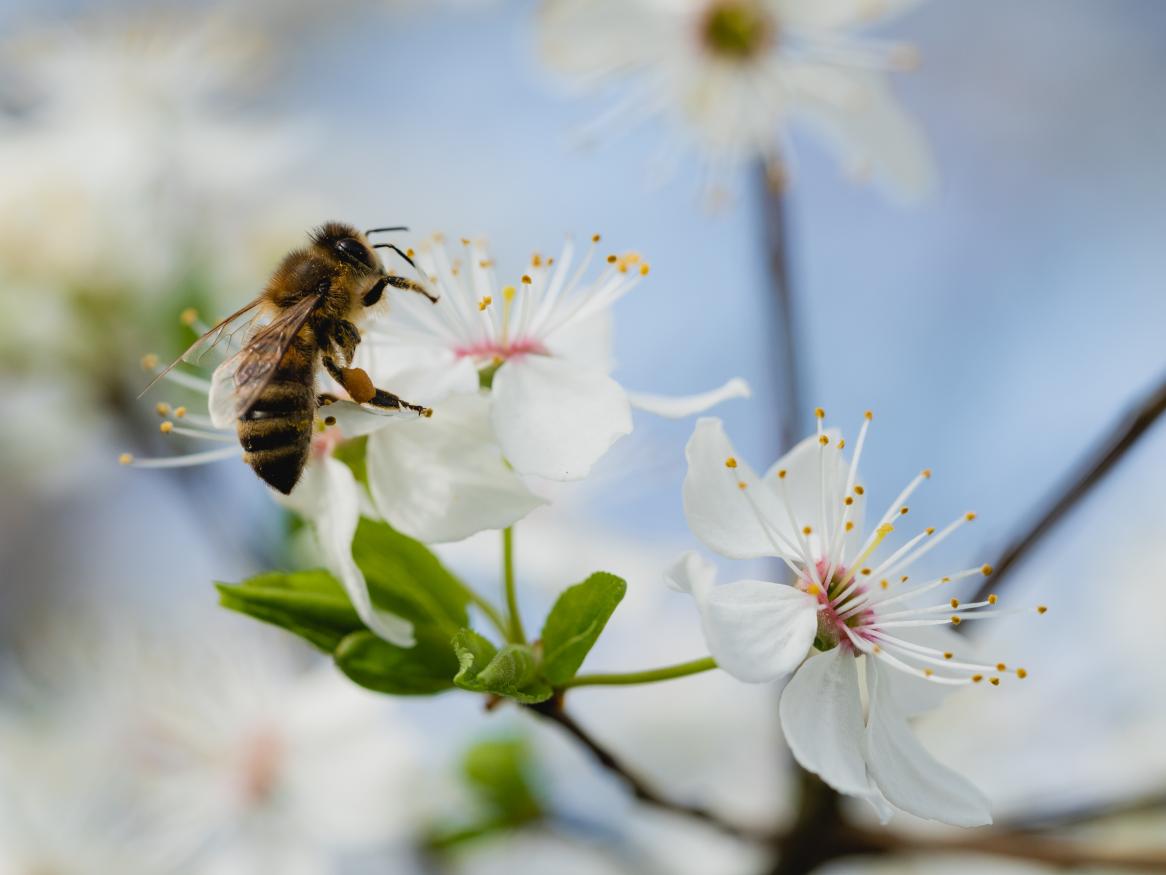 Protecting crops by preserving their pollinators