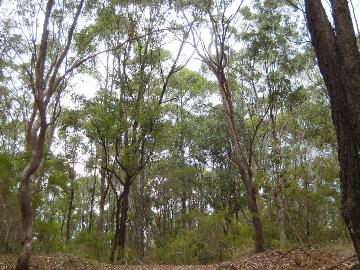 Fixing Australia’s extinction crisis means thinking bigger than individual species