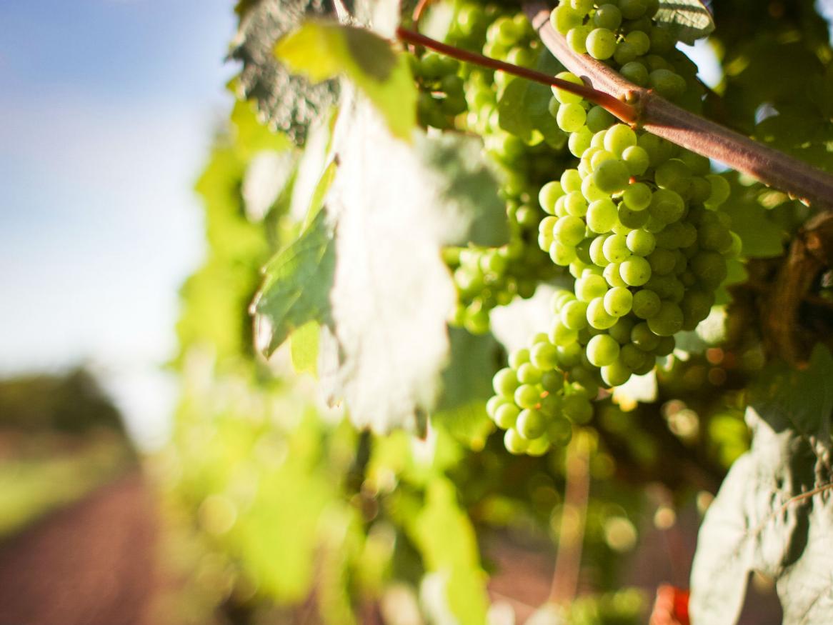 White wine crops in daylight