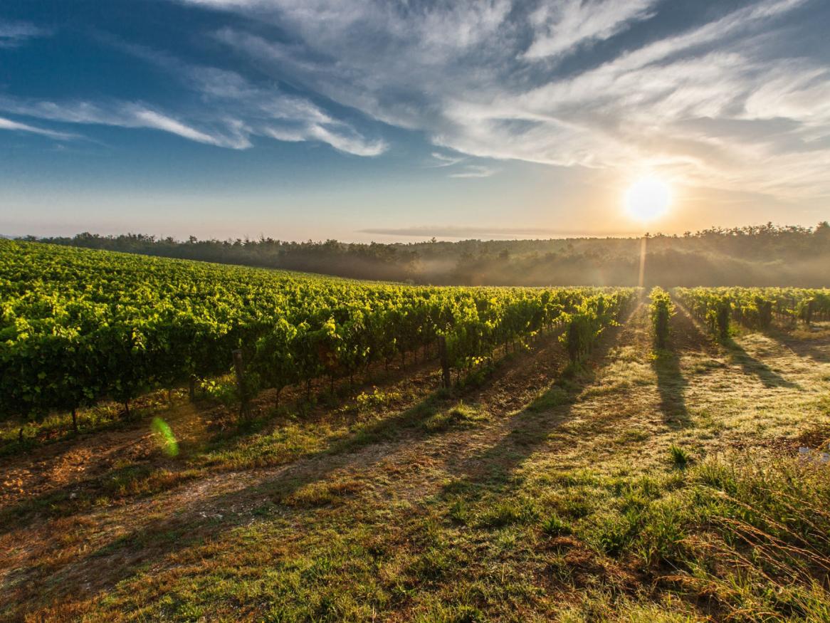 Wine crops in daylight