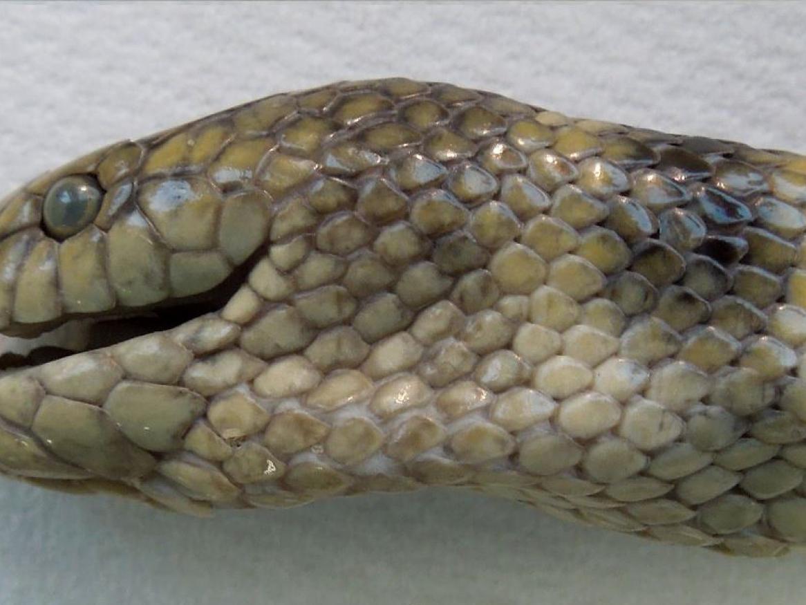 Deep breath: this sea snake gathers oxygen through its forehead