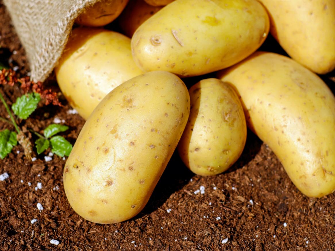 Potatoes close up