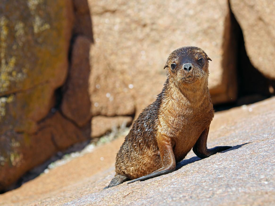 Australian sea lions (Neophoca cinerea) are one of the rarest pinnipeds in the world and they are declining
