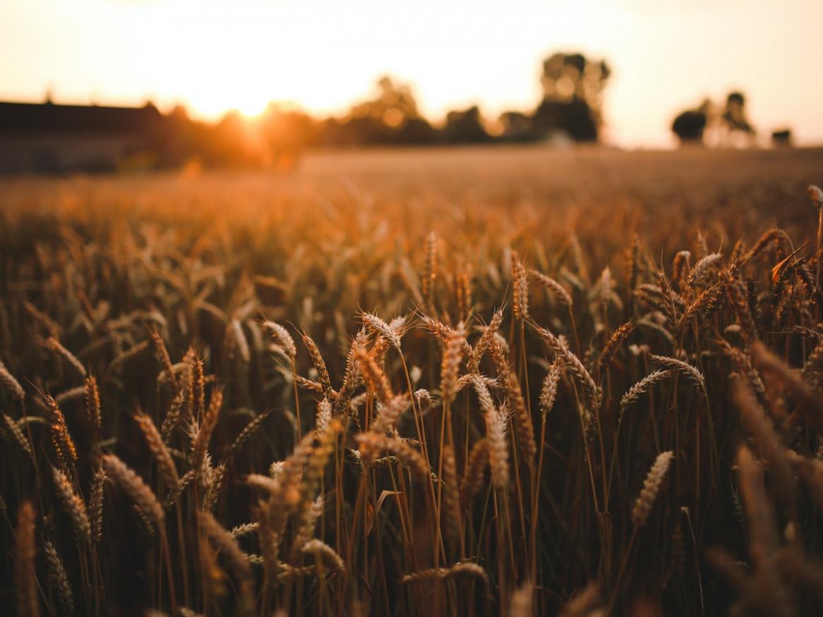 Close up photo of a wheat field at sunset