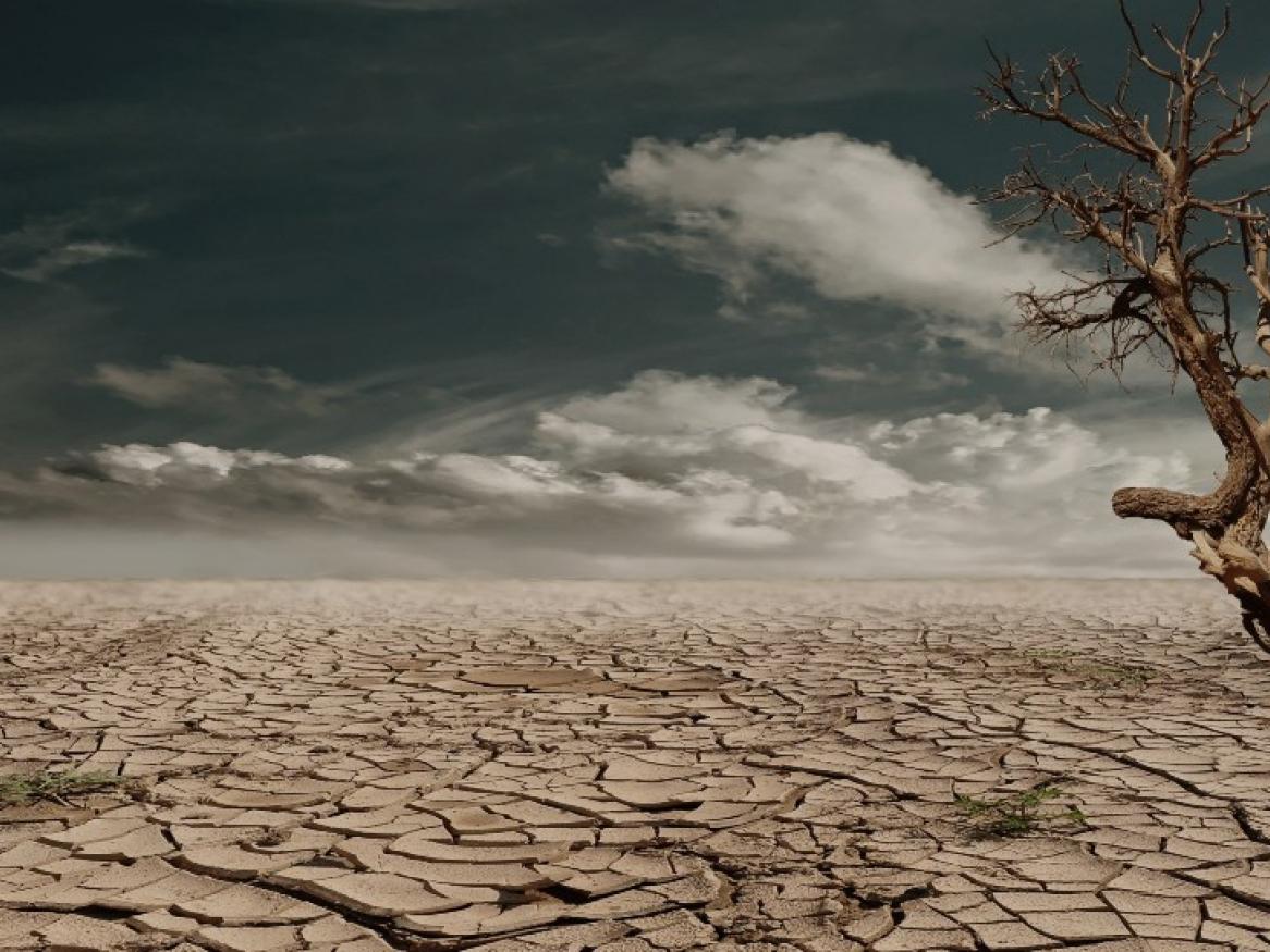Dry desert scene with tree