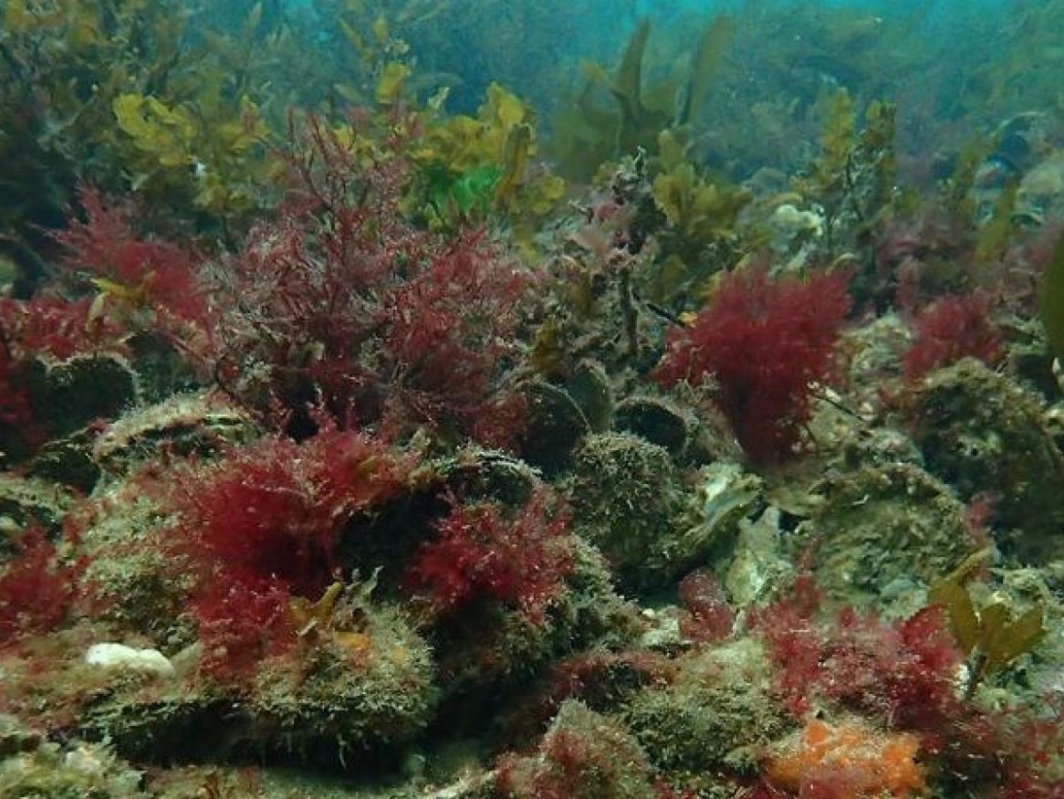 Ostrea angasi reef 