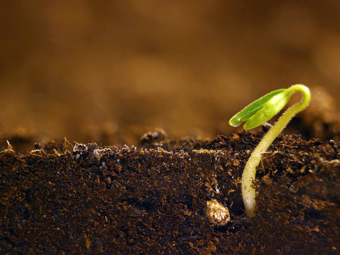 seedling