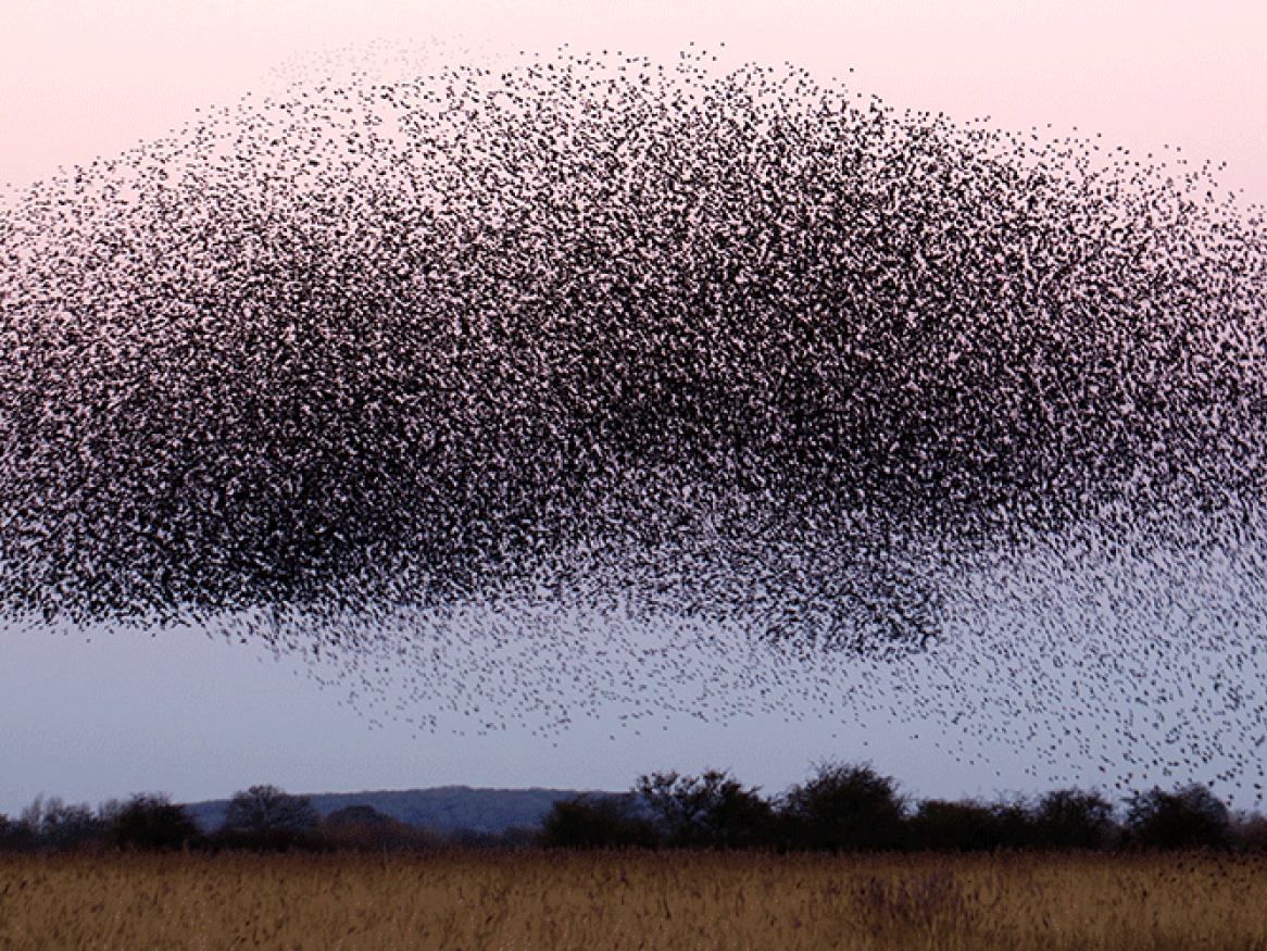 Landscape and a large flock of birds gathering at dusk