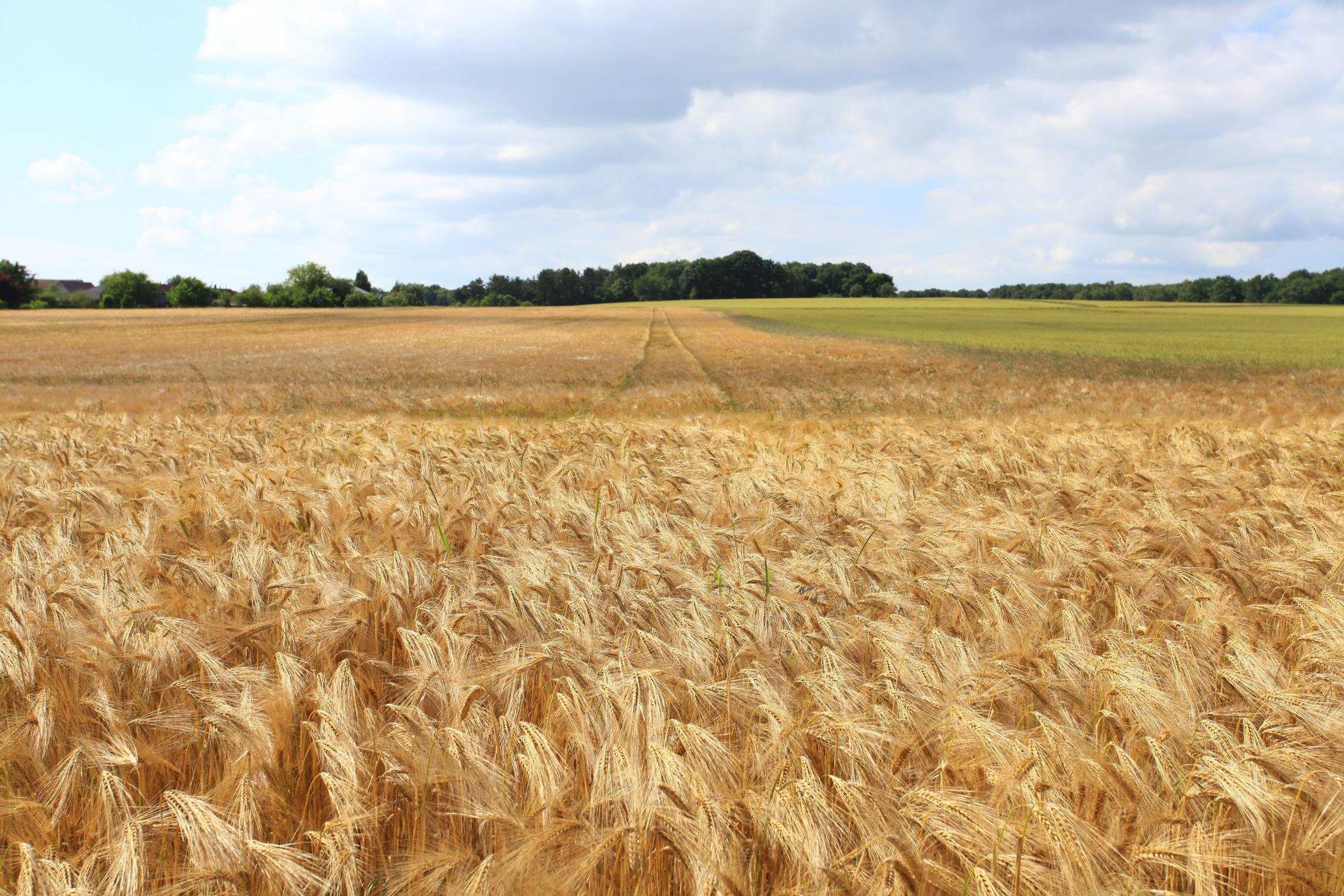 Farm Assistance Program