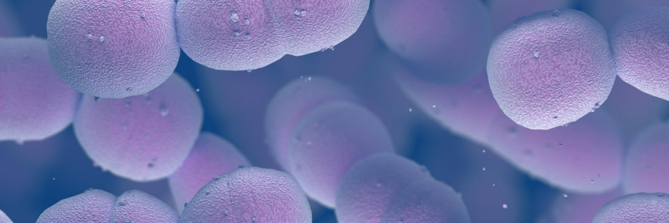 Pneumococcus under the microscope