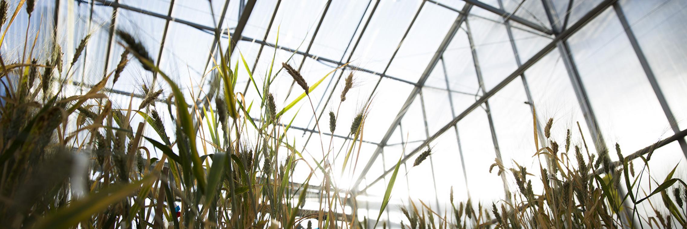 LIEF funding supports crop and grains research