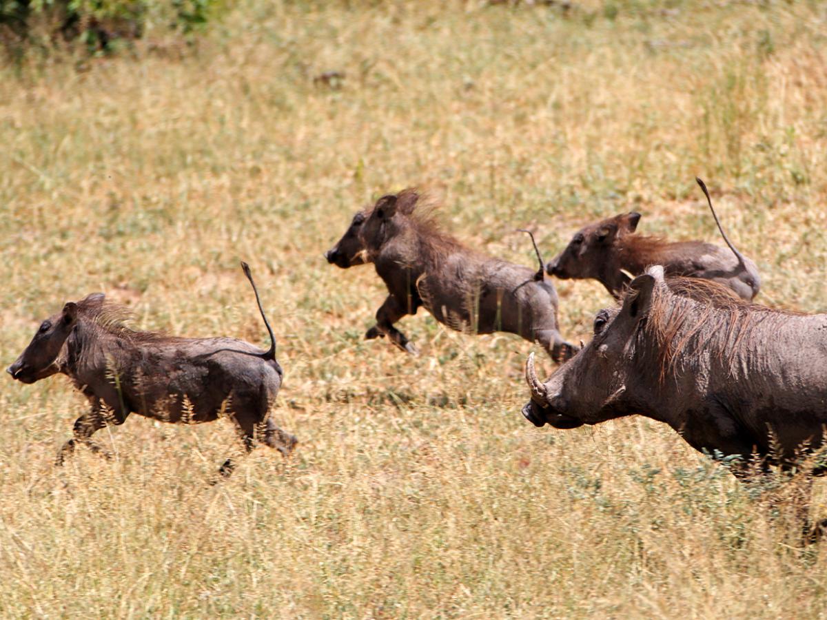 Warthogs