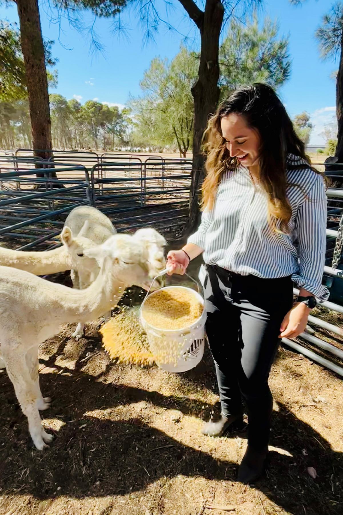 Mary feeding alpacas