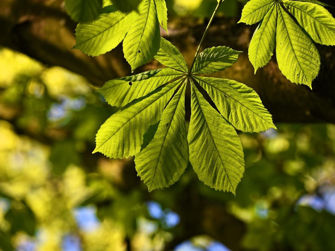 chestnut