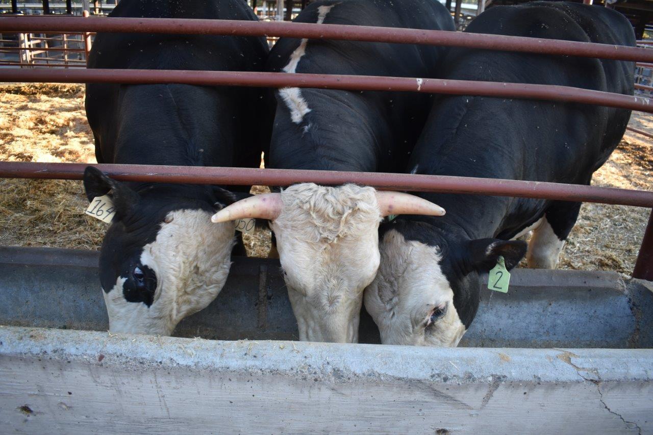 cows