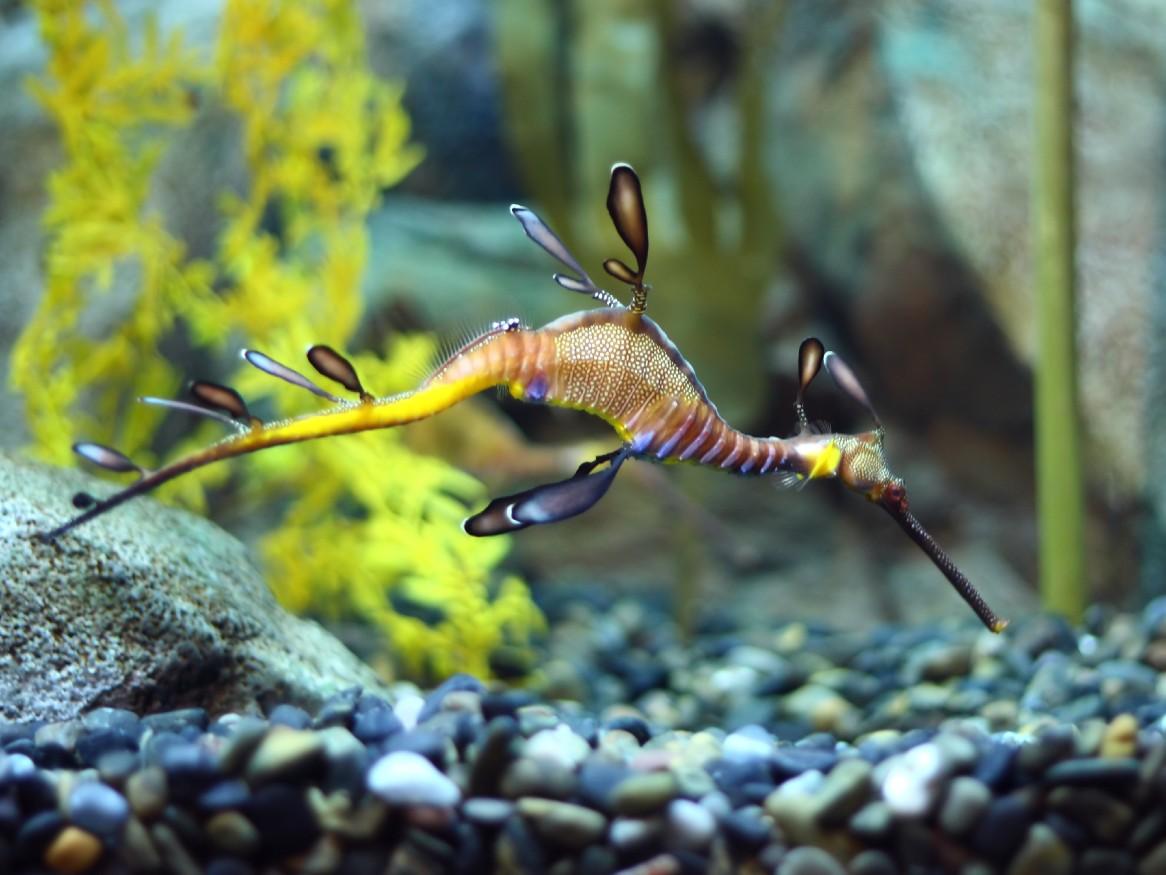seadragon