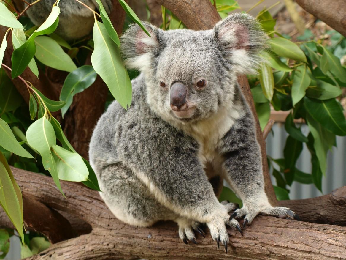 koala