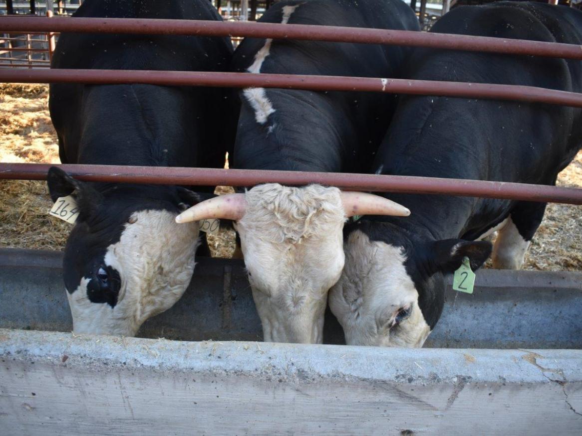 cows