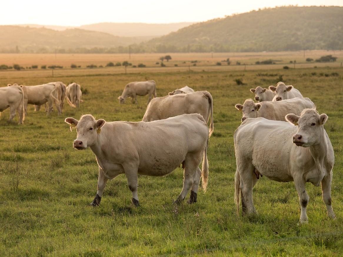 Livestock