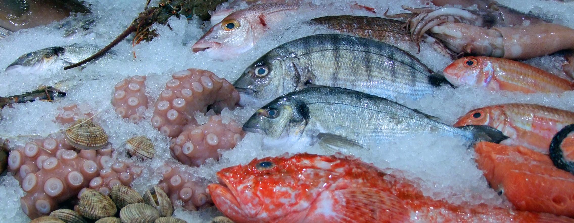 fish