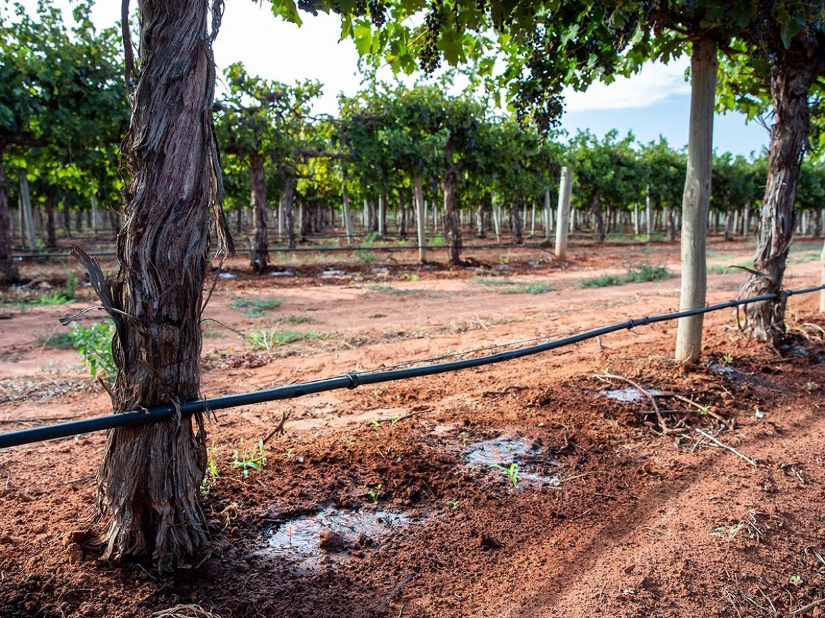 Drip irrigation in a vineyard