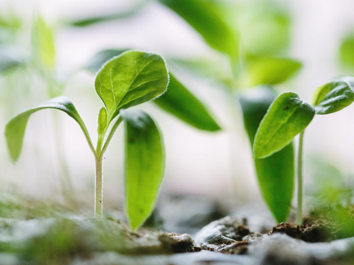 Seedlings