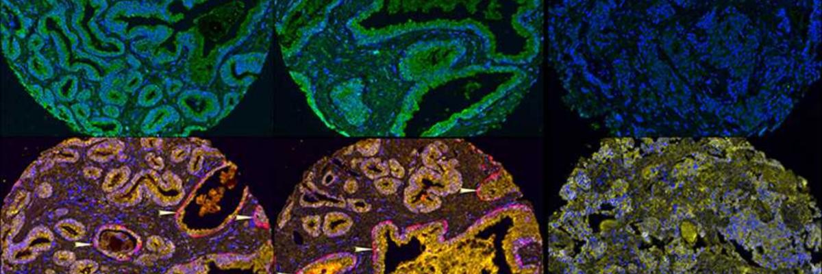 image of cells
