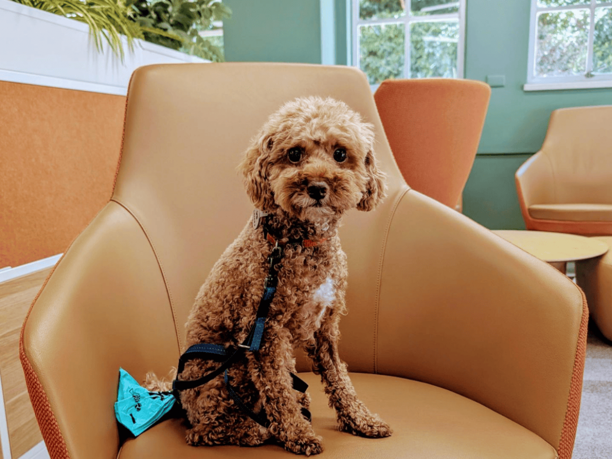 Lenny the toy poodle in Barr Smith Library
