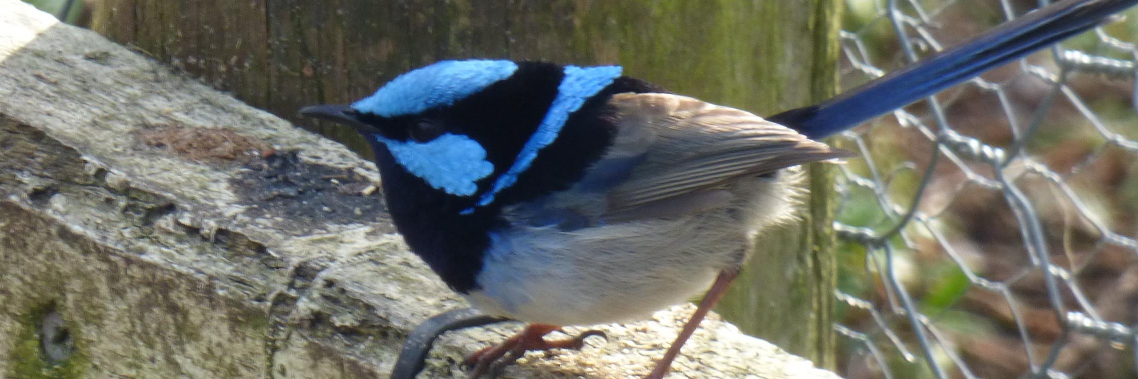 A blue wren sits on a log