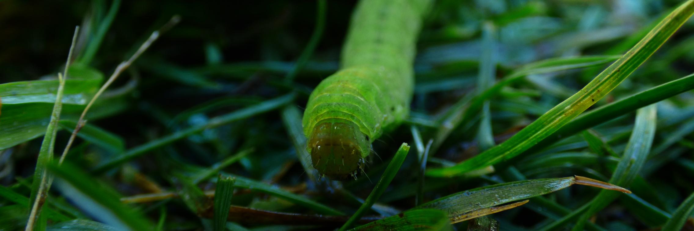 A caterpillar in the grass