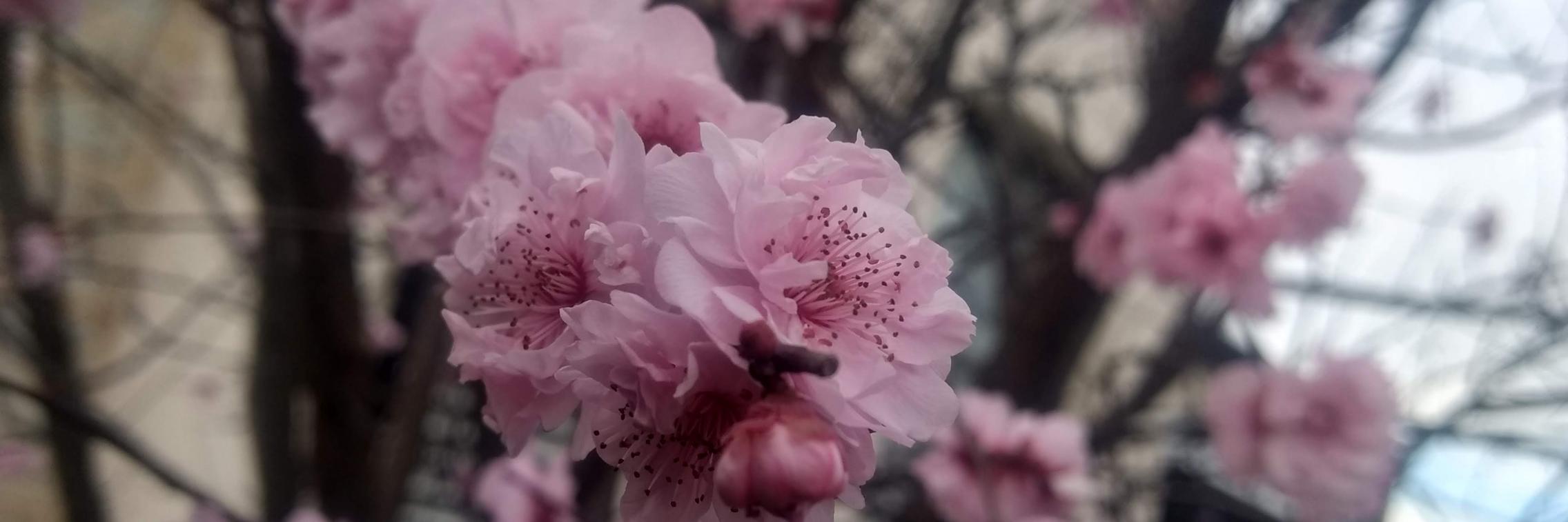 Blossoms