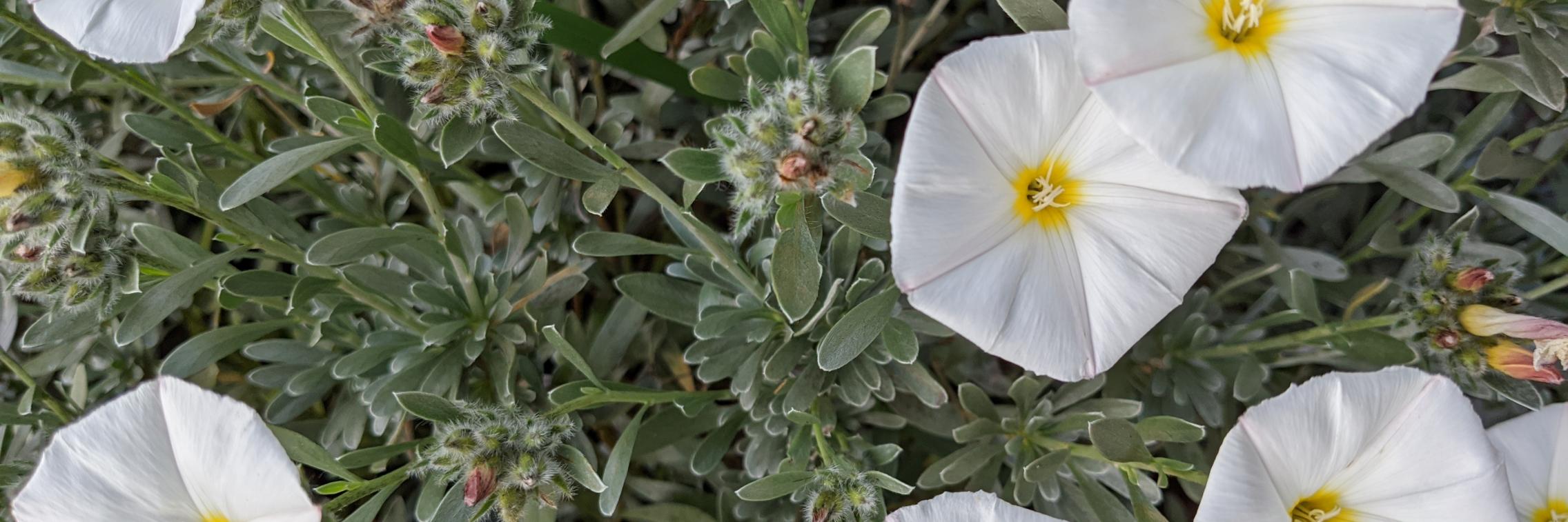 Spring flowers