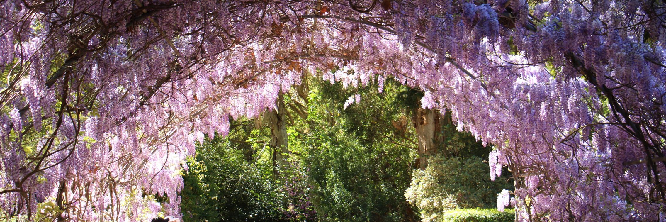 An archway of wisteria flowers