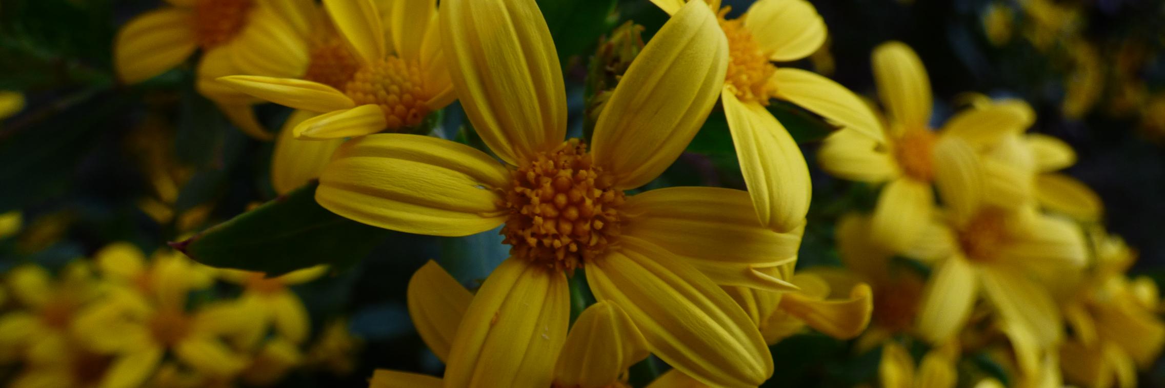 A yellow flower