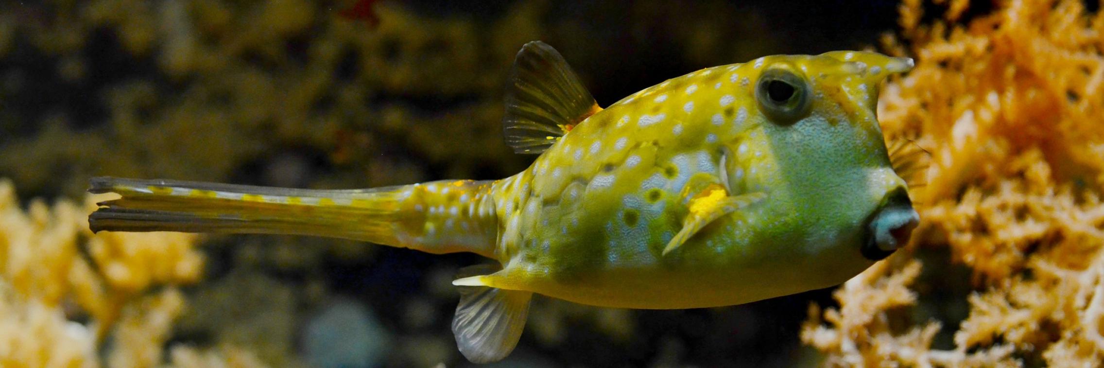 Pufferfish