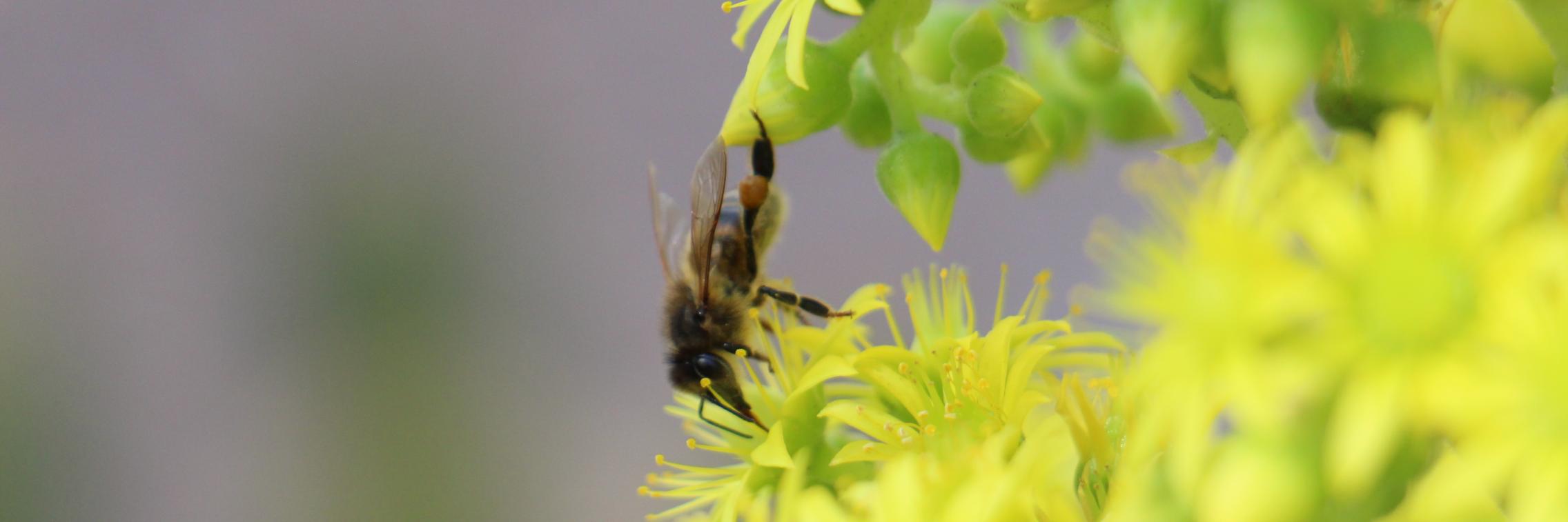 A bee stretches to the other side of a flower