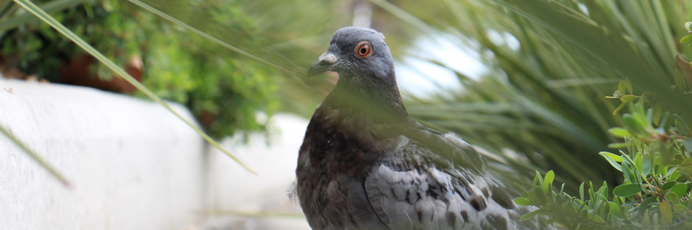 A scraggly pigeon