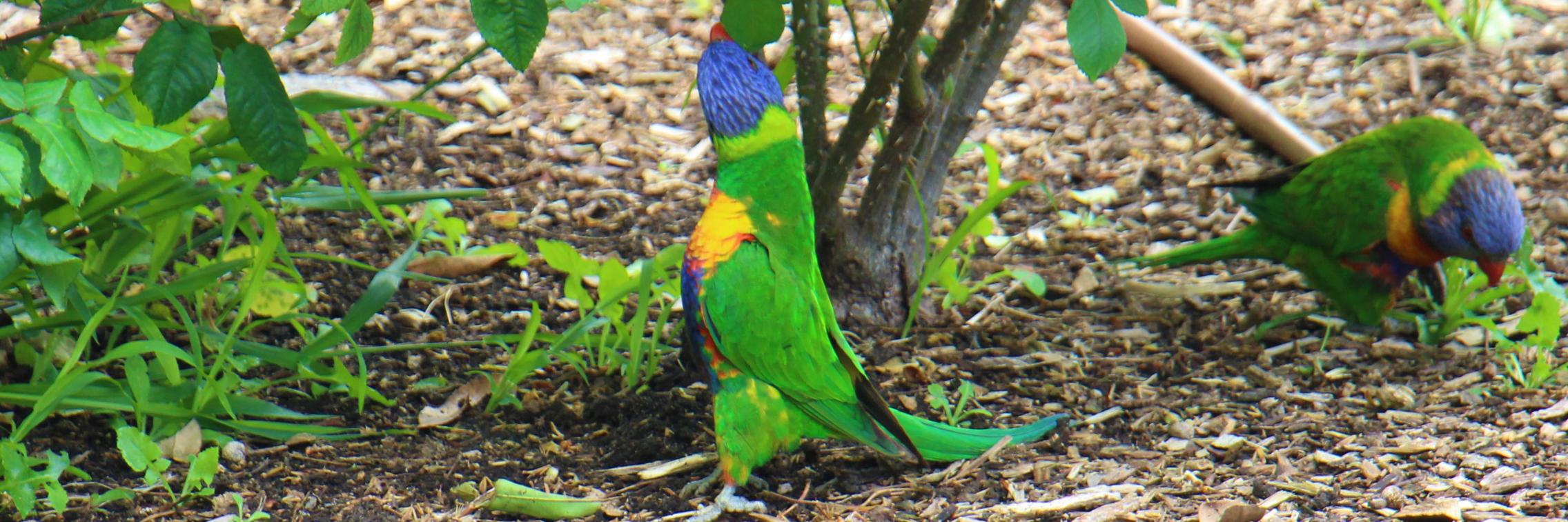 A lorikeet reaches for a leaf