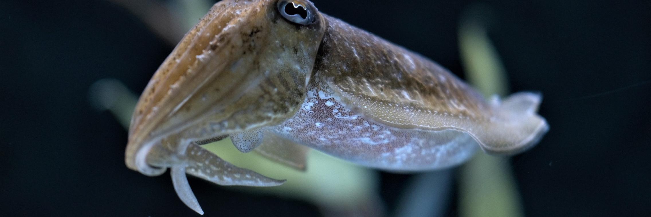 A cuttledish swiming