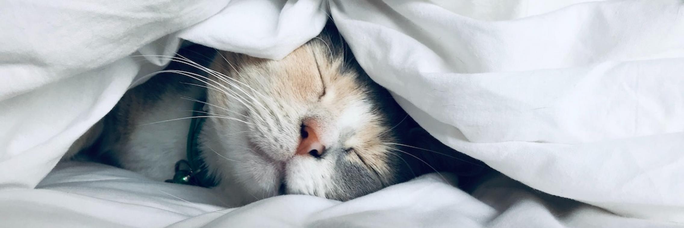 Cat sleeping under a blanket.
