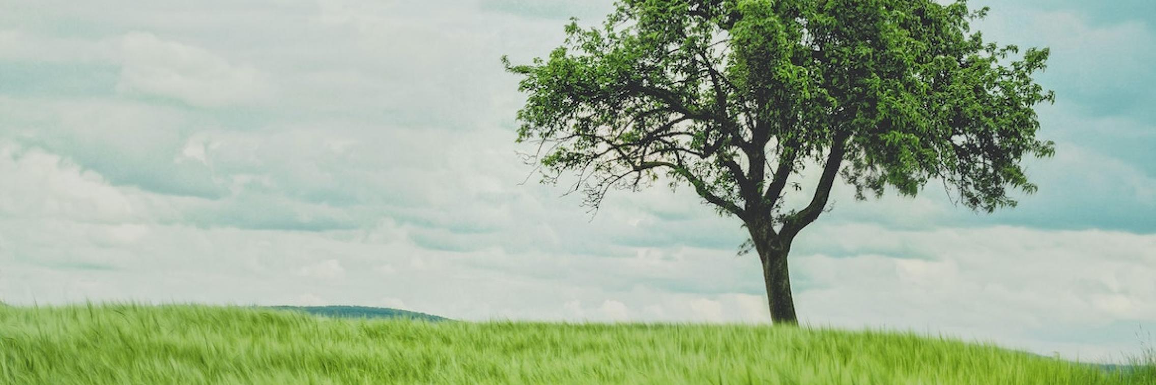 A tall tree in a field.